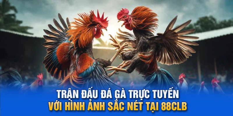 Trận đấu đá gà trực tuyến với hình ảnh sắc nét tại 88clb.