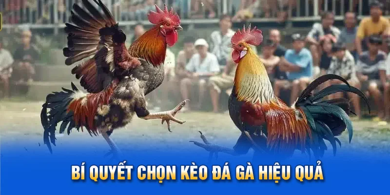 Bí quyết chọn kèo đá gà hiệu quả.