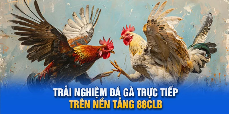 Trải nghiệm đá gà trực tiếp trên nền tảng 88clb.